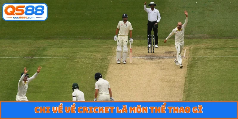 Chi về về cricket là môn thể thao gì
